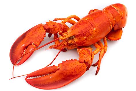 pictures of lobsters